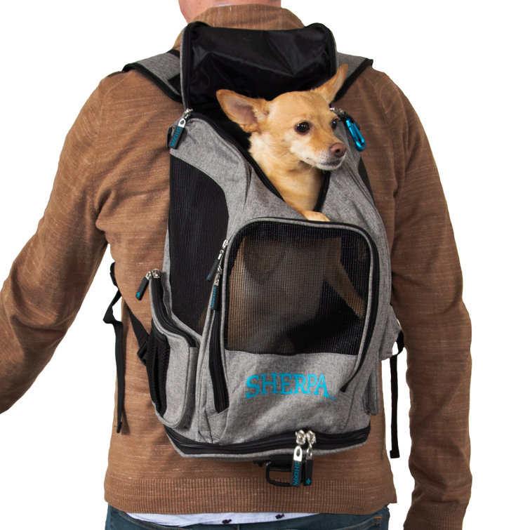 Backpack to carry dog hot sale in